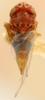 Habitus, dorsal view: !! display not done !! on Neozygina apacha (Baker, 1925): Habitus (holotype, USNM collection). (Observation).