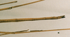 CollectionObject 1559059; 260ab218-109e-42db-b558-219c977adef4: copyright NHRS, Stockholm. male: end of abdomen of Marcenia carinata (syntype). (CollectionObject).