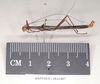 CollectionObject 1560624; 23d9c245-7722-4fab-8cdd-4135ed35bea9: copyright Natural History Museum, London. male, lateral view (syntype). (CollectionObject).;CollectionObject 1560625; 00609d64-931d-423a-968c-a8c5c1039d7a: copyright Natural History Museum, London. male, lateral view (syntype). (CollectionObject).