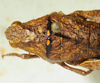 CollectionObject 1498698; e635f42f-e230-4b9e-b777-9f05fe07814c: female head and pronotum, dorsal view. (CollectionObject).