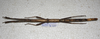 CollectionObject 1576534; c05808c3-8b46-4a97-9f39-5d127e1d0c41: copyright Francis Seow-Choen. female, dorsal view (paratype). (CollectionObject).