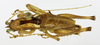 CollectionObject 1597516; 55bbbff4-ce9c-4143-9b6e-e2611638e56e: male, dorsal view (holotype). (CollectionObject).