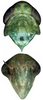 Head on Distantasca bulbosa (Dworakowska, 1994): Head. (Observation).