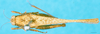 CollectionObject 1566517; 18a6c274-48a7-47f2-91e1-4ca8bb653853: female, dorsal view. (CollectionObject).