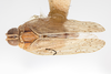 Habitus, dorsal view: (Observation).