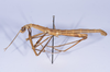 Asprenas dubius Carl, 1915: copyright NHMB, Basel. male, lateral view (syntype). (Otu).