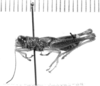 CollectionObject 1524893; bc8b5563-f10b-43d3-a365-65a0cf0572ea: male, lateral view (holotype). (CollectionObject).