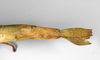 CollectionObject 1559583; 5adf3712-9882-4218-99e1-9c2178f55104: copyright ZHMB, Berlin. female: end of abdomen, lateral view (syntype). (CollectionObject).;CollectionObject 1559584; cd52ee9d-327c-45ee-9b2f-9a0c9d7cc06e: copyright ZHMB, Berlin. female: end of abdomen, lateral view (syntype). (CollectionObject).