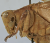 CollectionObject 1539850; 3b3675d5-8d7a-40a4-9df9-d5215a018e11: male pronotum, lateral view (holotype). (CollectionObject).