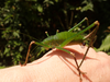 FieldOccurrence 448; ab9d1759-ba59-45b6-acb1-51321cd8ef46; Tanzania
2018/01/27: female, lateral view with spermatophore. (FieldOccurrence).