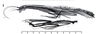 Paraxeropsis camousseighti Vera, 2011: from original paper. female and female. (Otu).