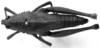 CollectionObject 1577227; 7332b74f-bd11-4711-ba48-ed3a8036178b: Image Carbonell, C.S. female, dorsal view (syntype). (CollectionObject).