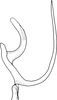 Aedeagus, lateral view on Drabescus evansi Zhang & Webb, 1996: Aedeagus, lateral view. (Observation).