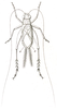 Anaxipha pulicaria (Burmeister, 1838): Fig. 1. male, dorsal view. (Otu).