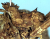 CollectionObject 1531970; 8aadfebb-00be-4c36-b1c9-9c16a7121e15: male head and pronotum, lateral view (syntype). (CollectionObject).
