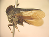 Centrotypus Stål, 1866: _Centrotypus flexuosus_. (Otu).