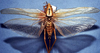 CollectionObject 1531692; b02faba3-dbf7-4e7b-a9a2-20fdb3179414: female (syntype of Pyrgocorypha affinis). (CollectionObject).