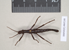 CollectionObject 1557071; NHMUK(SF IMPORT DUPLICATE) 845248, 2fc4d996-1629-428d-9b69-6debb66cadc3: copyright Natural History Museum, London. male of Anisomorpha paromalus (lectotype). (CollectionObject).