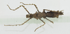 CollectionObject 1573561; efc5a596-016e-47cd-80ea-2e71470444e1: female, dorsal view (paratype). (CollectionObject).