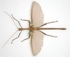 CollectionObject 1576603; NHMUK(SF IMPORT DUPLICATE) 1952-302, 87141d4f-98f4-423c-8943-9809b87007cf: copyright NHMUK, London. male (paratype). (CollectionObject).