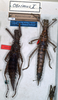 CollectionObject 1557122; 950da10f-3c80-41aa-9390-f2312ebb53d8: copyright NMW. Obrimus asperrimus female (syntypes). (CollectionObject).;CollectionObject 1557123; 52b14680-d74e-4ee4-9dda-e4240a547fc5: copyright NMW. Obrimus asperrimus female (syntypes). (CollectionObject).