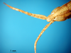 CollectionObject 1530743; 1321a58d-9d34-4ae7-b1a1-d99ff77b61ee, DORSA SAplagraHTM: male, head and antennae (holoype). (CollectionObject).