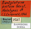 CollectionObject 1501257; 47c5f023-a105-40de-8261-d957a76bec62: labels (syntype of Dactylotum pictum). (CollectionObject).