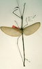 CollectionObject 1558379; fdaae803-51a2-45d1-a796-8ec33bfb55db: copyright RMNH, Leiden. male of Phasma (Cladoxerus) diardi (holotype). (CollectionObject).