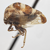 Habitus, lateral view on Cyrtolobus parvulus Woodruff, 1924: (Observation).