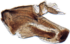 Pygofer, lateral view: Doratulina dmitrievi, pygofer, laterally (INHS). (Observation).