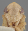 Head on Athysanella (Athysanella) magdalena Baker, 1898: Head. (Observation).