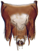 Pygofer ventral appendages, ventral view: Drabescus zhangi, pygofer, ventrally (MNHN). (Observation).