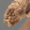 CollectionObject 1505758; bde5a562-b6ad-46e7-93aa-3deb0aab56bc: male abdomen tip, dorsal view (holotype of Cocconotus castus). (CollectionObject).
