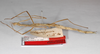 CollectionObject 1561544; 30330bba-5941-41c0-9261-d1ac48dfe74b: copyright ZMHB, Berlin. female, lateral view (syntype). (CollectionObject).;CollectionObject 1561545; 6b1e6c94-13ab-43a1-a65a-24f44cdb6703: copyright ZMHB, Berlin. female, lateral view (syntype). (CollectionObject).