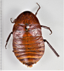 CollectionObject 1863658; 9b382772-f024-4f8a-9d3b-99f0f7690186: (CollectionObject).