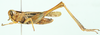 Metaxymecus gracilipes (Brancsik, 1895): male, lateral view. (Otu).
