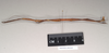 CollectionObject 1559519; f59865d1-9e15-42a5-afec-c985e4c543a2: copyright Natural History Museum, London. male, lateral view (paratype). (CollectionObject).;CollectionObject 1559520; 0d2dd073-5988-4e12-afbc-fefb1724a3e5: copyright Natural History Museum, London. male, lateral view (paratype). (CollectionObject).