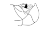 Hysterotettix nigricoxa Descamps, 1979: Fig. 137. male abdomen tip, lateral view. (Otu).