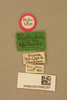 CollectionObject 1517820; 0550c743-8426-4c66-b13e-6eacadb756df, NHMUK015982267: labels (holotype). (CollectionObject).