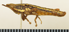 CollectionObject 1520622; 65d54b01-9da9-44f6-b9e7-9b84c2f6a6e0: male, lateral view (allotype). (CollectionObject).