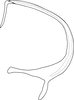 Aedeagus, lateral view on Coloana latiprocessa Yang & Zhang, 2014: Aedeagus, lateral view. (Observation).