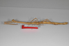 CollectionObject 1562974; c4a7a980-6b16-47ff-9551-2e96fb889d06: copyright ZSMC, Munich. female (paratype), lateral view. (CollectionObject).;CollectionObject 1562975; 800c514a-932a-409d-8b7b-b1644a278991: copyright ZSMC, Munich. female (paratype), lateral view. (CollectionObject).