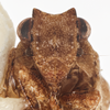 Head on Aztecus mexicanus (Kirkaldy, 1909): (Observation).