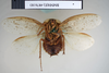 CollectionObject 1552855; NHMUK(SF IMPORT DUPLICATE) BMNH(E) 876183, abce056e-d5df-4eae-9e83-b0d5b664146b: Copyright NHM, London. Holotype male of synonym Polyphaga thibetana, ventral view. (CollectionObject).