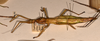 copyright OUMNH. female, lateral view of synonym Diapherodes (Cranidium) serricollis (holotype). Depicts CollectionObject 1558168; 9b29c815-c378-46e4-9318-b7c2e4ddb2f5, a CollectionObject.