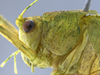 CollectionObject 1593126; 7ede5047-66e3-40bf-8ebf-40d5b8607aca: male head and pronotum, lateral view. (CollectionObject).