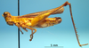 CollectionObject 1530711; 979a0570-4c68-43d3-a175-b5c6a55d76cb, DORSA SAeumbolHTM: male (holotype of Eumastax boliviana). (CollectionObject).