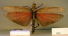CollectionObject 1521400; bf6477e4-251d-4c38-a156-40ab9a9f860b: male, dorsal view (holotype of Tropidacris latreillei). (CollectionObject).