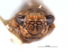 Head on Caruya brevicauda Linnavuori & DeLong, 1978: (Observation).