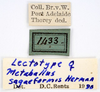 CollectionObject 1532052; 166456d0-5cac-48ff-9f5a-373543df2fa6: labels (lectotype). (CollectionObject).